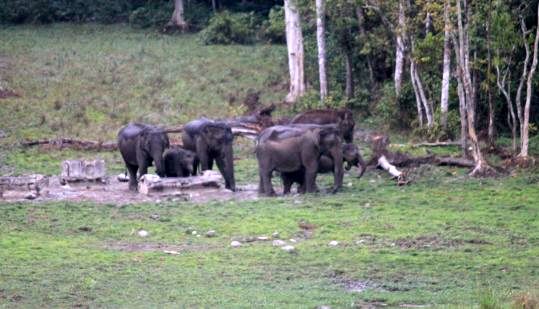 chapramari forest visit, chapramari watch tower, gorumara chapramari tour